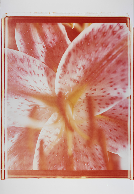 Orchidee VII Orchidee VII; Polaroid 50x60; Polaroid Transfers; Photo by Werner Pawlok; Unikat; 