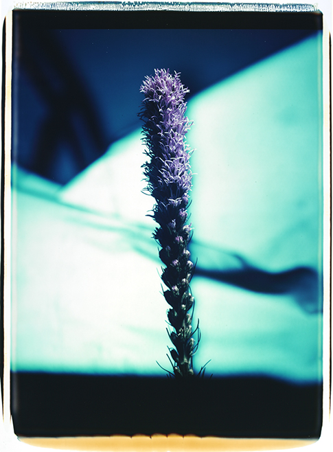 Purple II Purple II; Polaroid 50x60; Polaroid Transfers; Photo by Werner Pawlok; Unikat; 