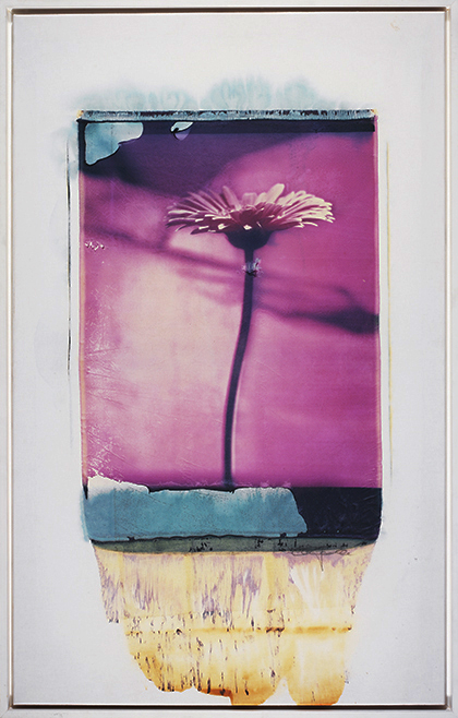 Purple Purple; Polaroid 50x60; Polaroid Transfers; Photo by Werner Pawlok; Unikat; 