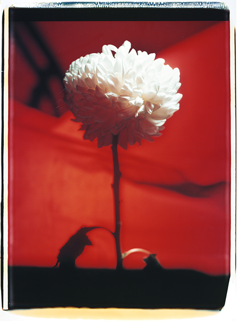 Red II Red II; Polaroid 50x60; Polaroid Transfers; Photo by Werner Pawlok; Unikat; 
