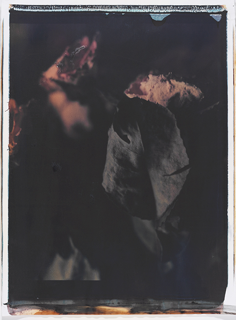Verwelkte Rosen III Verwelkte Rosen III; Polaroid 50x60; Polaroid Transfers; Photo by Werner Pawlok; Unikat; Verwelkte Rosen III Verwelkte Rosen III; Polaroid 50x60; Polaroid Transfers; Photo by Werner Pawlok; Unikat;