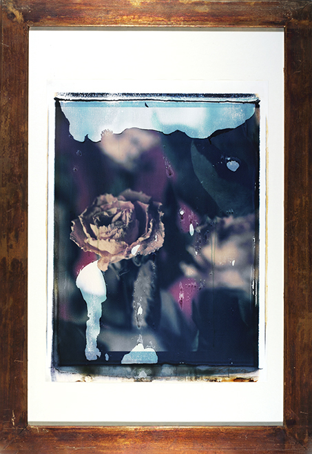 Verwelkte Rosen Verwelkte Rosen; Polaroid 50x60; Polaroid Transfers; Photo by Werner Pawlok; Unikat; Verwelkte Rosen Verwelkte Rosen; Polaroid 50x60; Polaroid Transfers; Photo by Werner Pawlok; Unikat;