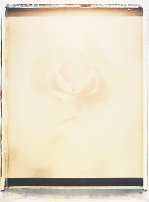 Zarte Rose II Zarte Rose II; Polaroid 50x60; Polaroid Transfers; Photo by Werner Pawlok; Unikat; Zarte Rose II Zarte Rose II; Polaroid 50x60; Polaroid Transfers; Photo by Werner Pawlok; Unikat;