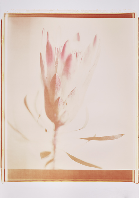 0856 Lichte Blüte Monochrome, Polaroid, Werner Pawlok