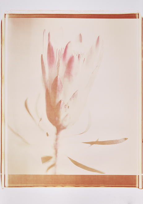 0856 Lichte Blüte Monochrome, Polaroid, Werner Pawlok 0856 Lichte Blüte Monochrome, Polaroid, Werner Pawlok