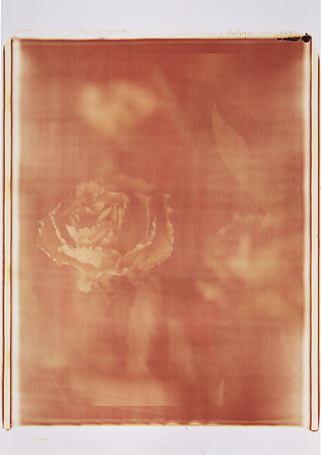 0857 Verwelkte Rosen mit rot II Monochrome, Polaroid, Werner Pawlok 0857 Verwelkte Rosen mit rot II Monochrome, Polaroid, Werner Pawlok