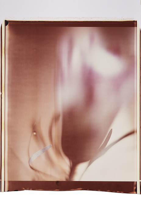 0861 Lichte Blüte II Monochrome, Polaroid, Werner Pawlok 0861 Lichte Blüte II Monochrome, Polaroid, Werner Pawlok