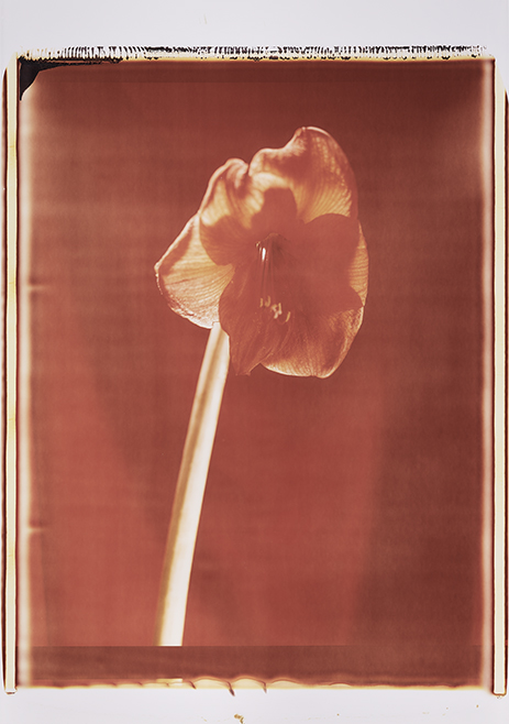 1111 Mohn IV Monochrome, Polaroid, Werner Pawlok