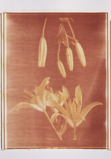 Blüte und Knospe III Monochrome, Polaroid 20x24", Werner Pawlok
