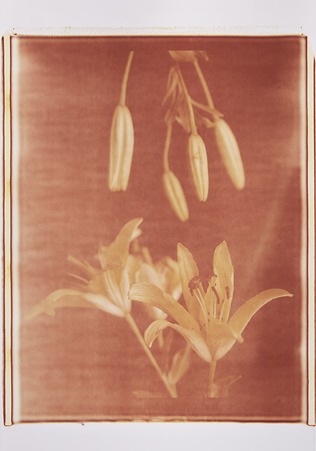 Blüte und Knospe III Monochrome, Polaroid 20x24", Werner Pawlok