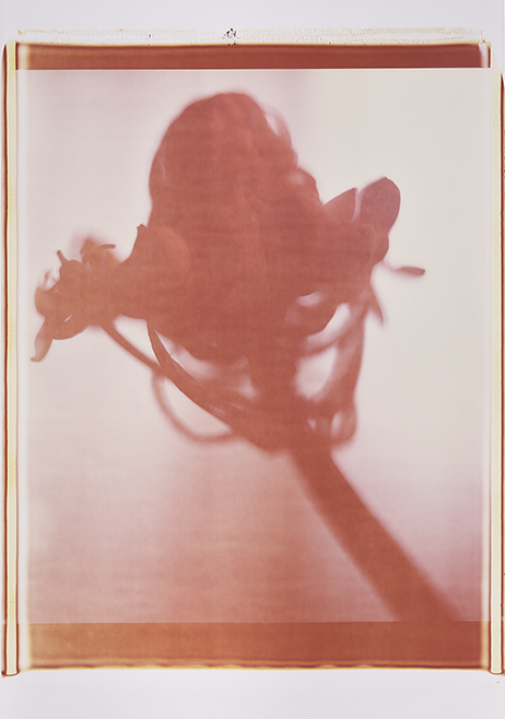 Japan  IV Monochrome, Polaroid 20x24", Werner Pawlok