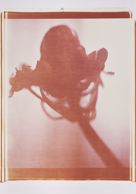 Japan IV Monochrome, Polaroid 20x24", Werner Pawlok Japan IV Monochrome, Polaroid 20x24", Werner Pawlok