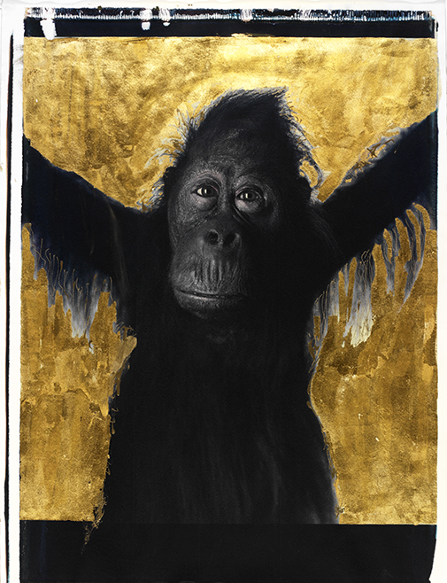 Crying Monkey Crying Monkey Crying Monkey Crying Monkey